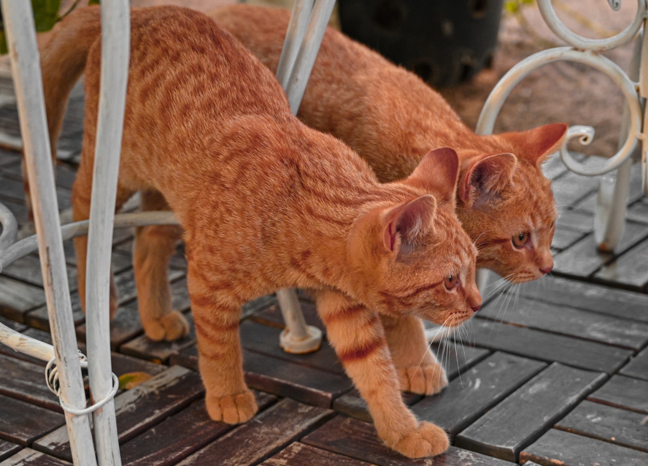 What Would Cats Do With GPS?