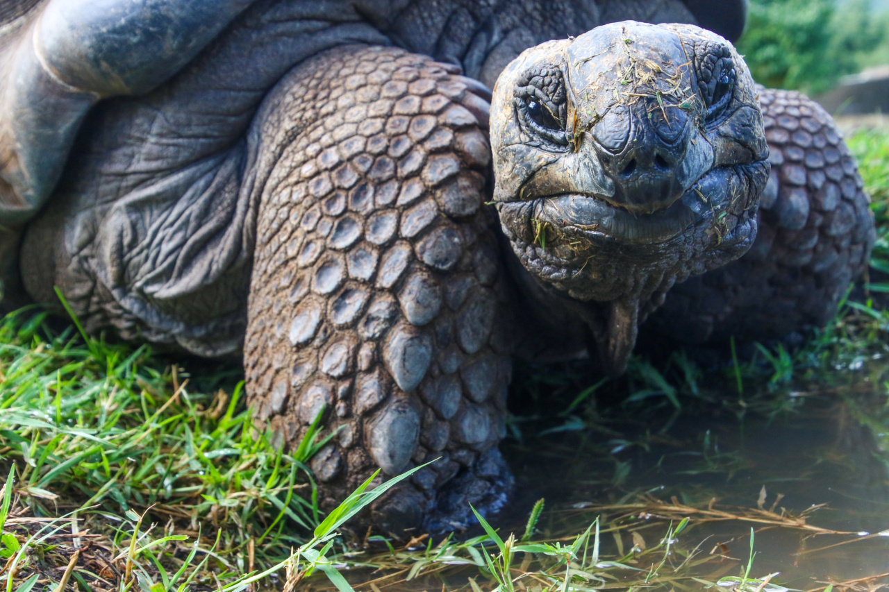 Give Back to Endangered Species This Christmas