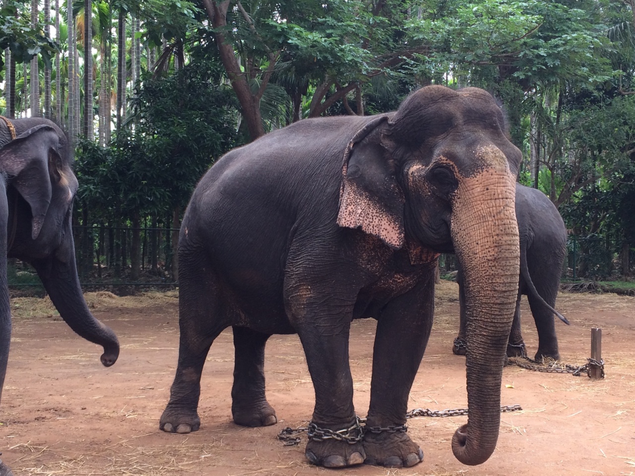 Amendment passes: cruel treatment of animals punishable by up to 10 years in prison