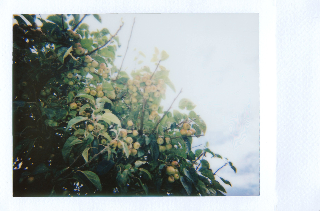 Enhance Your Recipes with Vlales – The Sweetening Fruits (with Pictures)