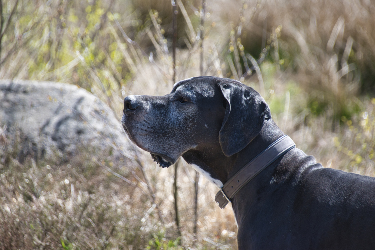 Natural Ways to Soothe Your Dog’s Ear Infection