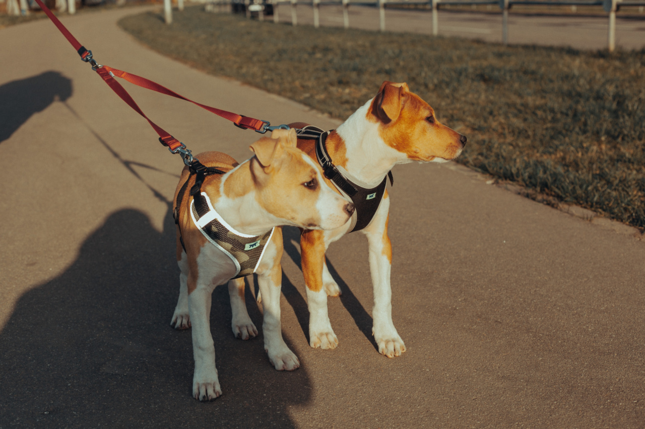The true nature of pitbulls: friendly or fierce?