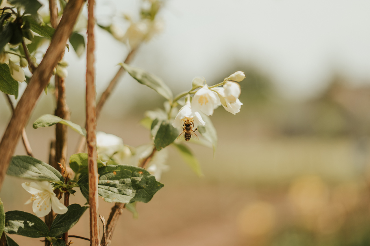 Honey as a natural remedy for obesity