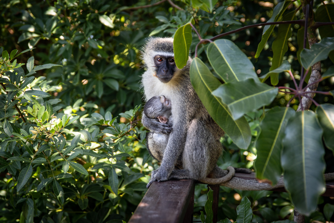 Monkeys carrying hazardous materials