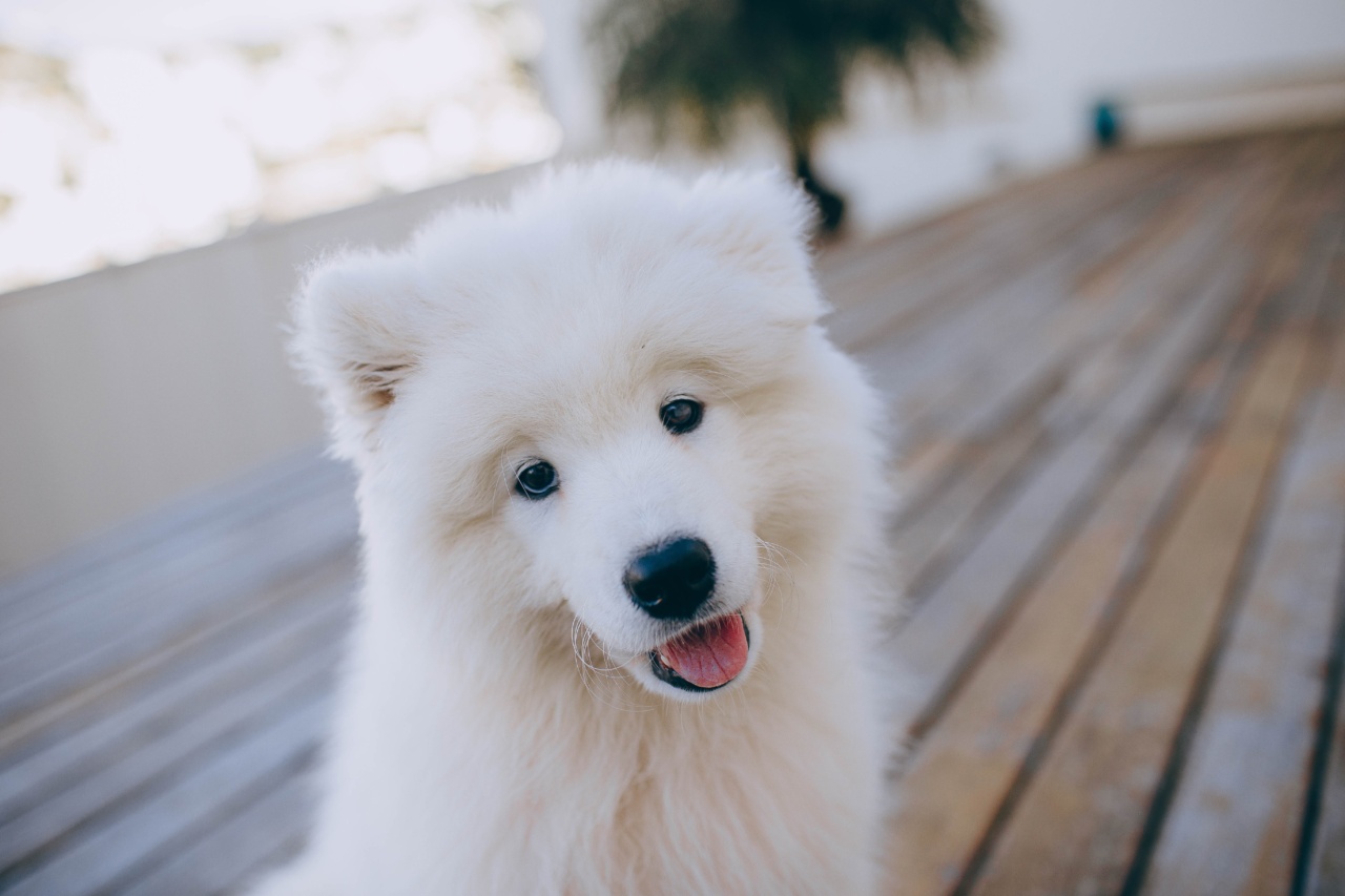 What are the risks of keeping a dog on a balcony or terrace?
