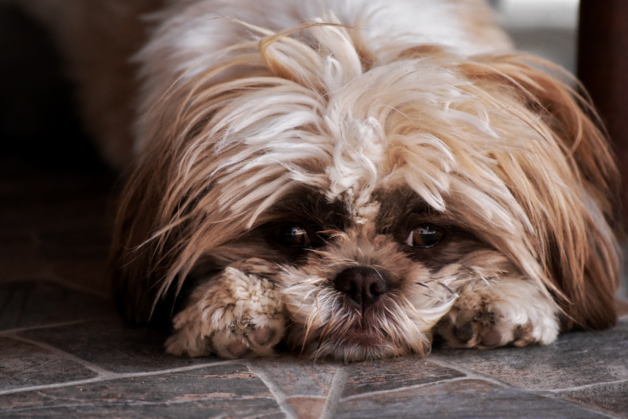 Puppy pond obsession: A common behavior explained