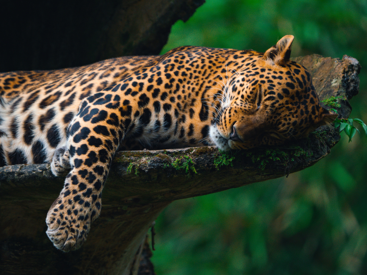 Unified dreamscapes of sleeping twosomes