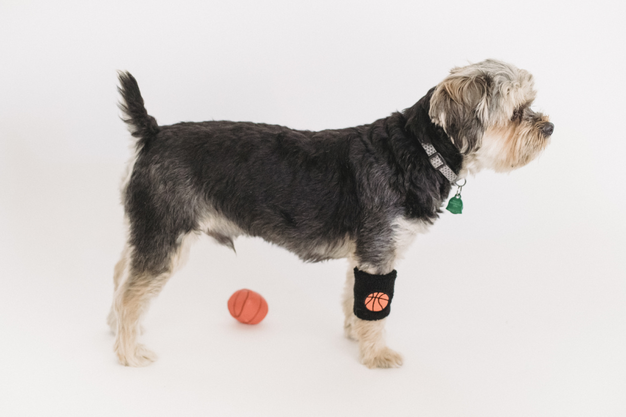 The top 3 ways to know if your dog has faith in you