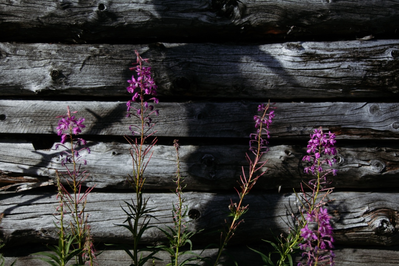 Jurlique Herbal Recovery: Anti-Aging Formula