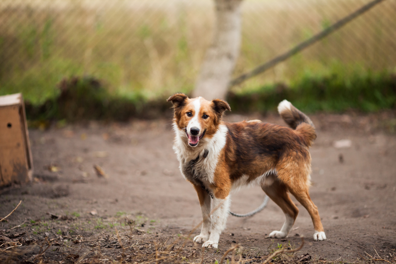 6 reasons why tying your dog outside the supermarket is a bad idea