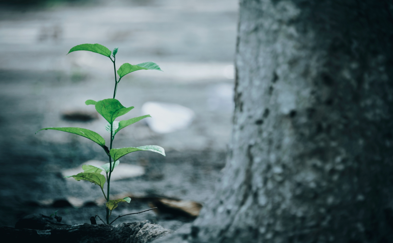 Environmental Factors and Autism: Shedding Light on the Nature vs Nurture Debate