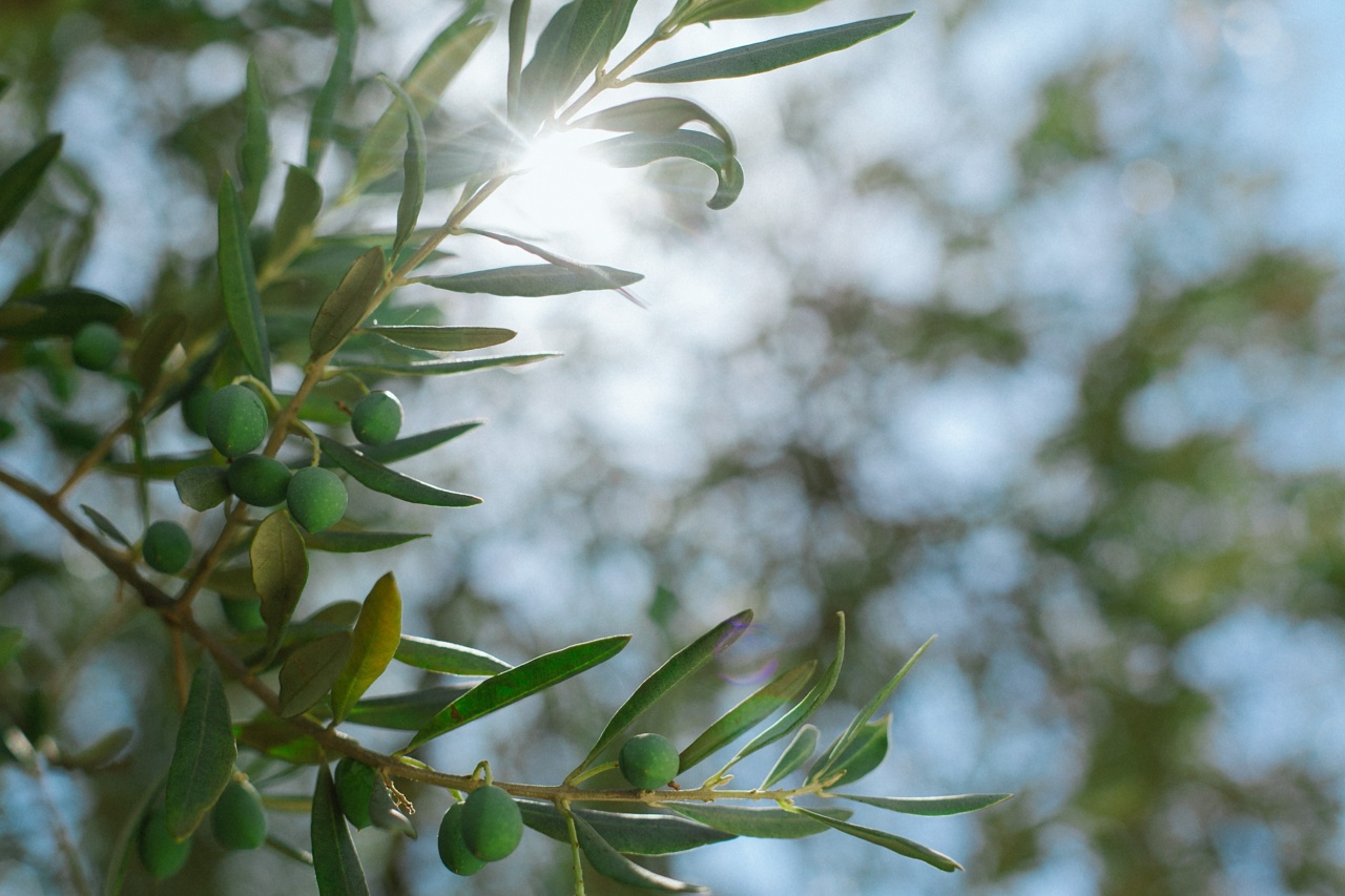 Summer Rituals: Olive Oil and Sun Exposure