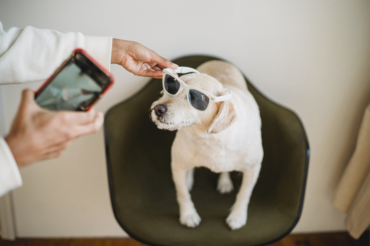 Traveling with your dog – what to prepare for