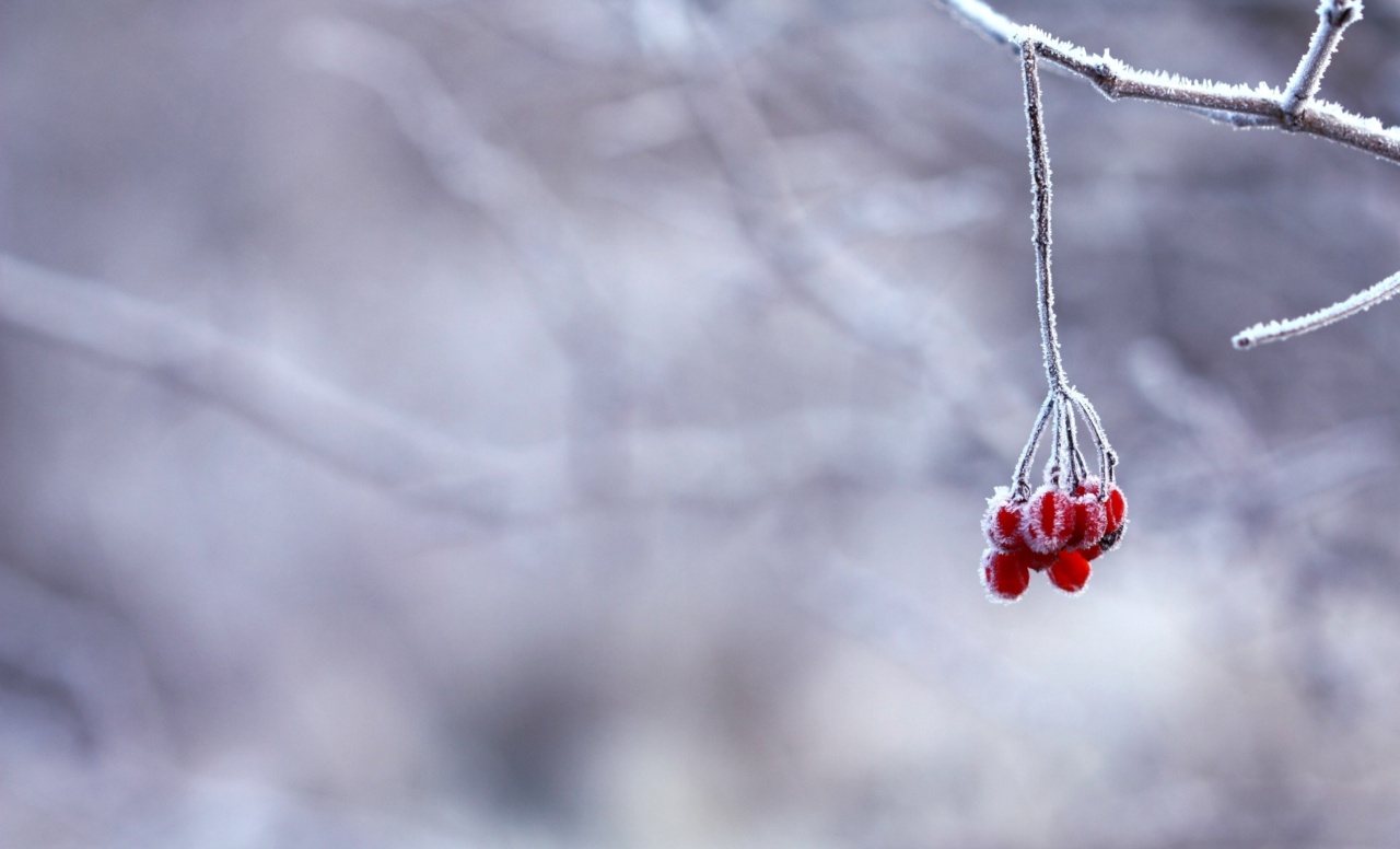 The Best Fruits to Boost Your Immunity this Winter