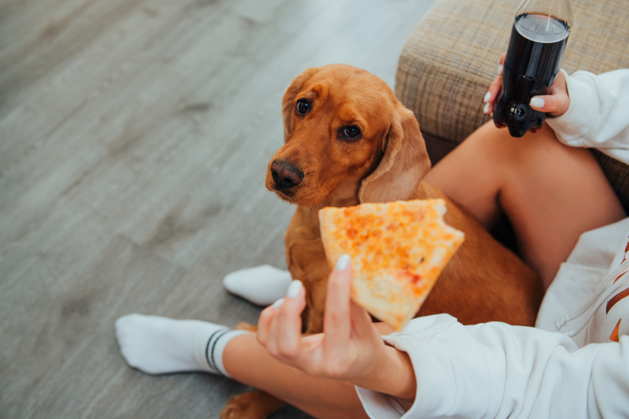 How to train your dog to stop begging while you eat