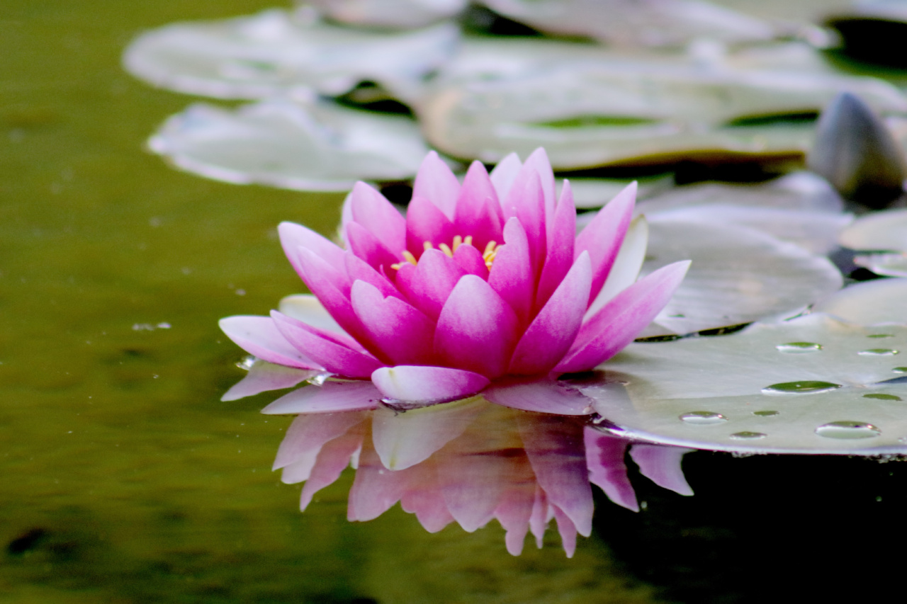 SaveMeSOS: Preventing Accidents in Aquatic Areas