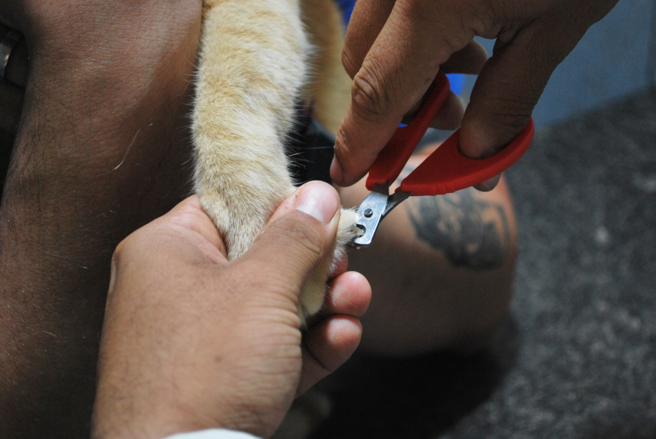 Nail Care 101: Best Practices for Cutting Your Nails