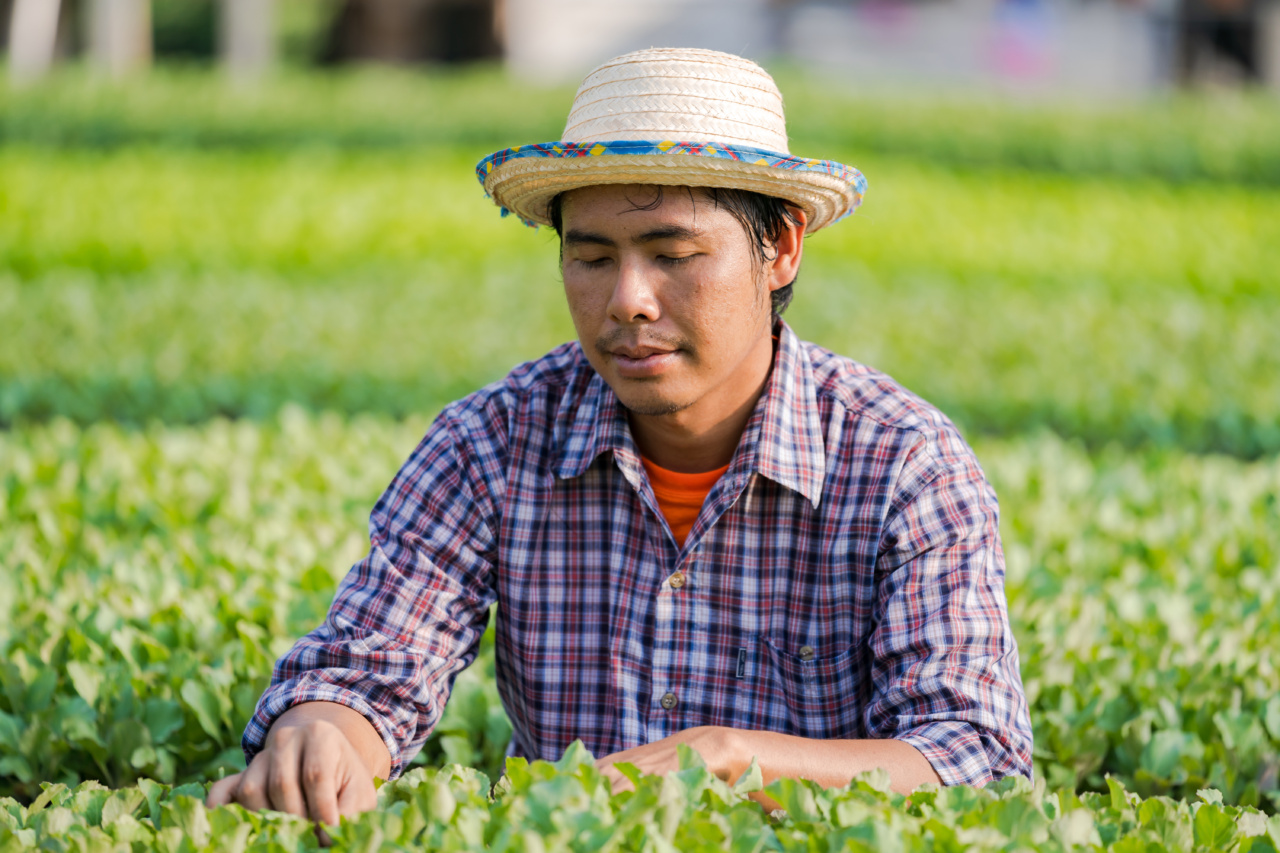 Lettuce: The Green Fountain of Youth