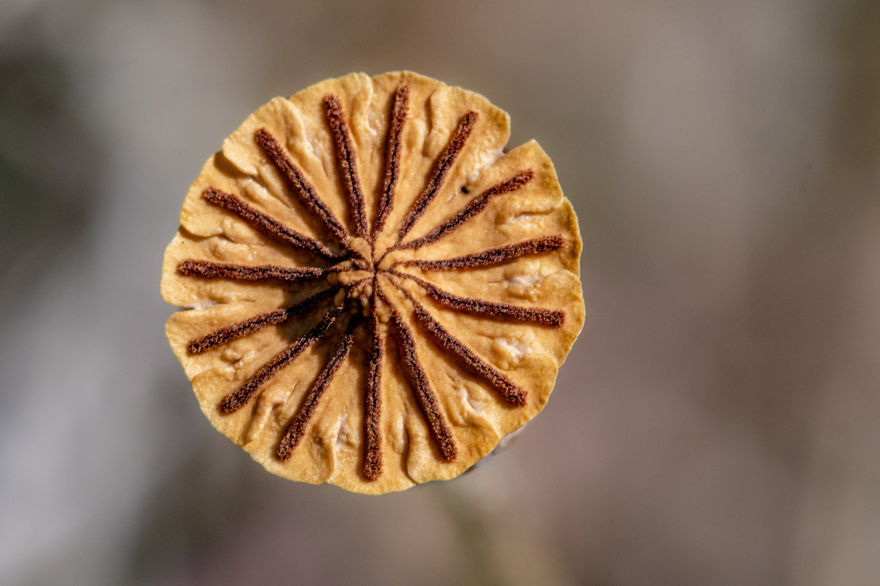 Natural Remedies for Dry Winter Skin: 5 Ingredients to Try (with Pictures)