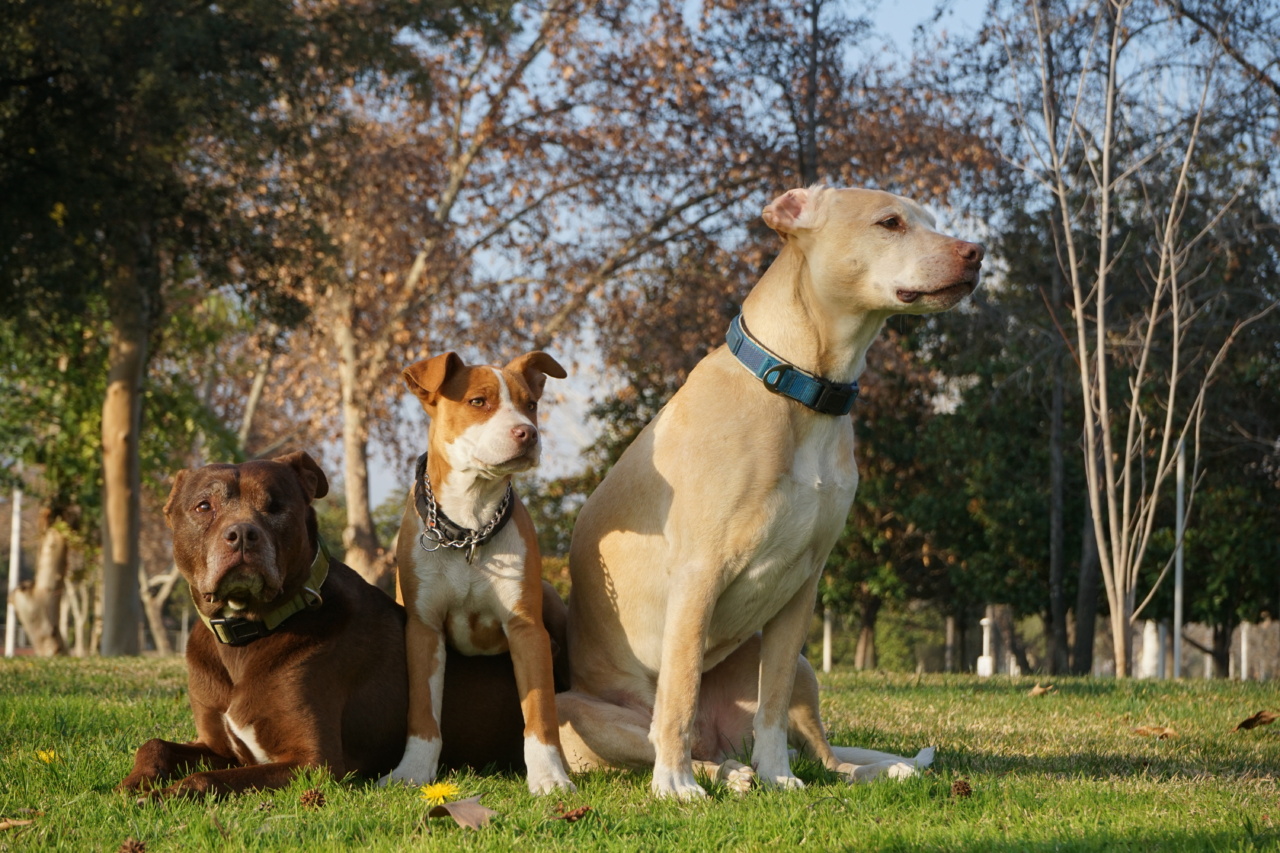 Are pitbulls inherently violent?