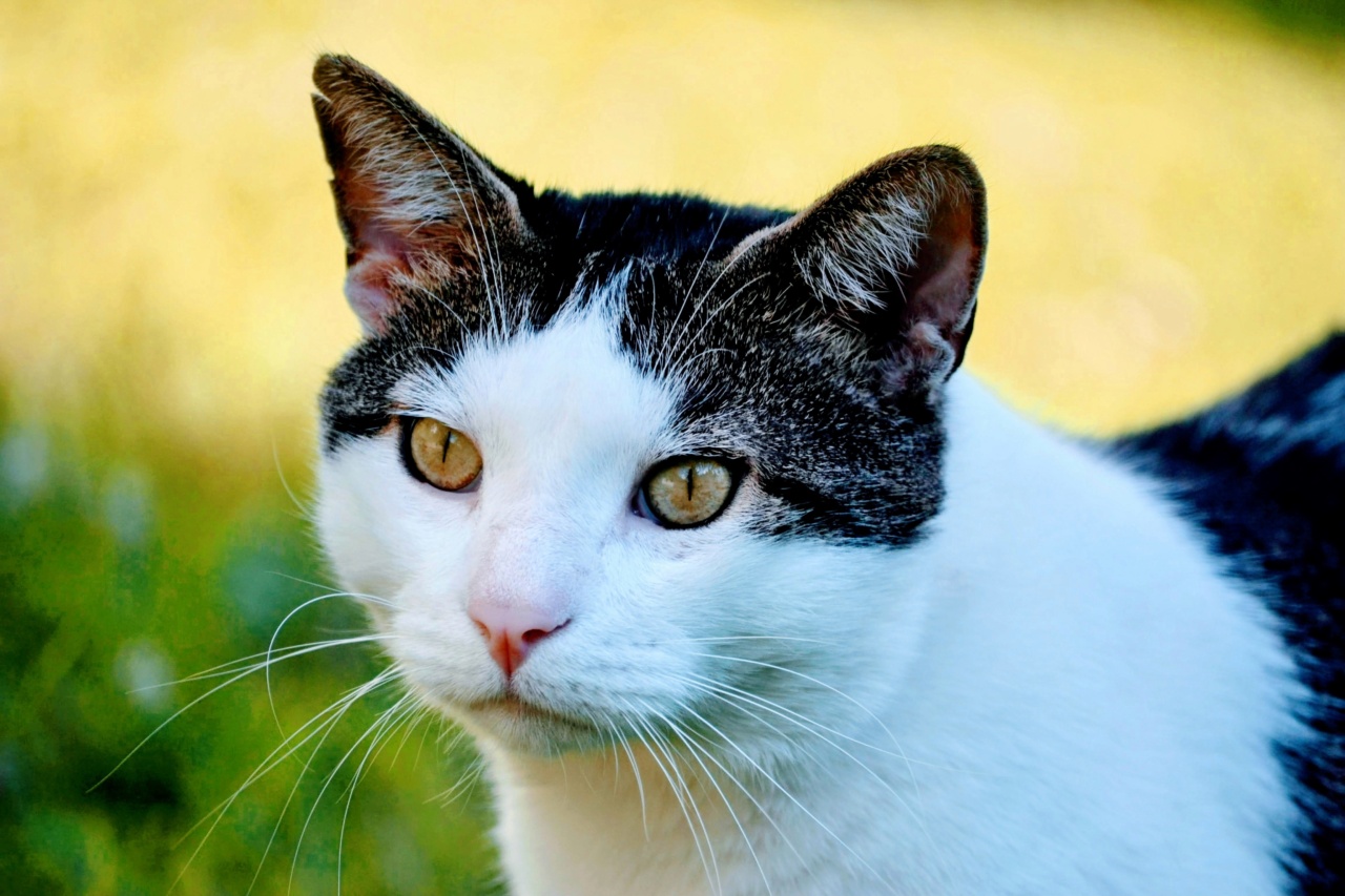 Relieving Cat Allergies Naturally