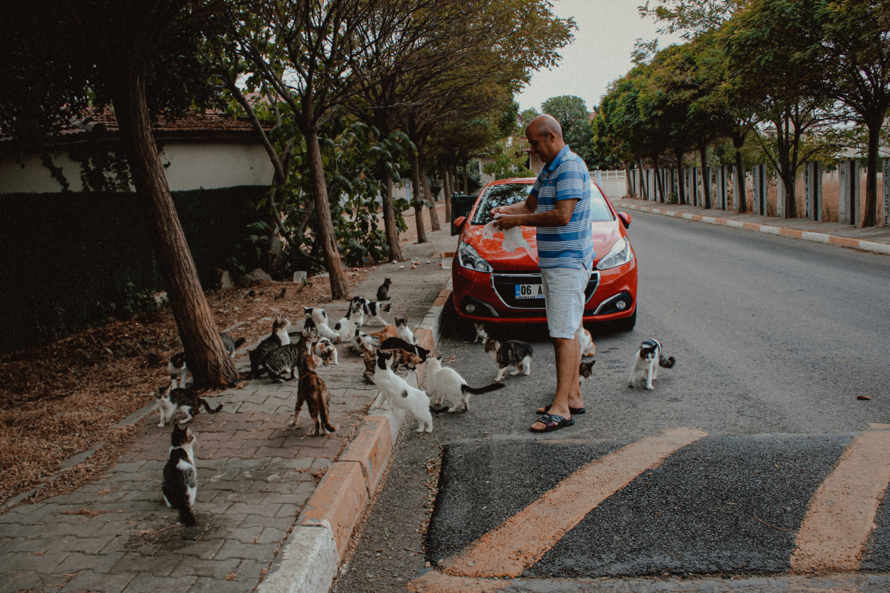 To Feed or Not to Feed Stray Cats