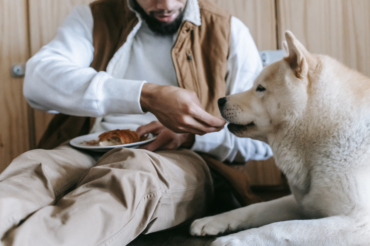 Canine Cardiac Care: Tips for Feeding Dogs with Heart Disease