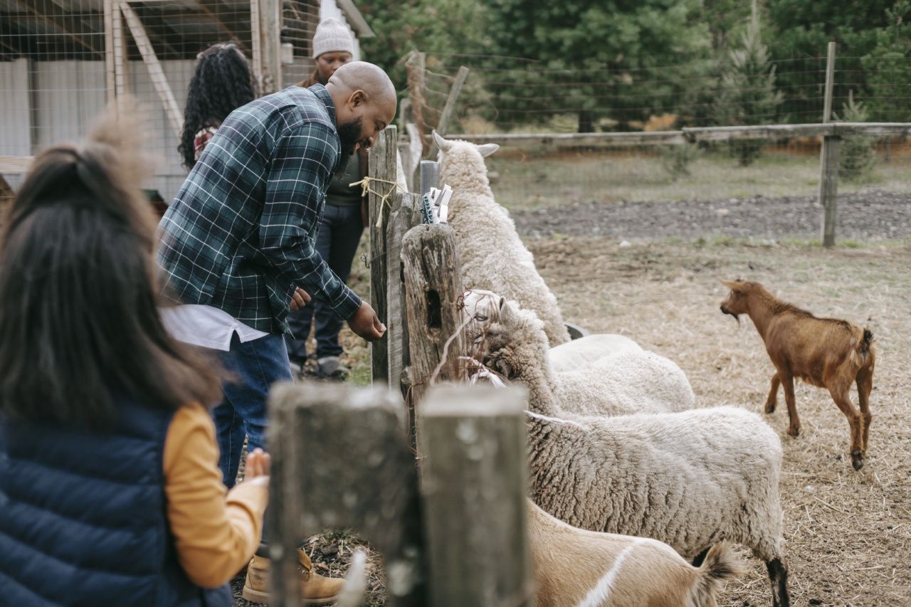 Homer the Ingenious Sheep Herder Seeking a Family