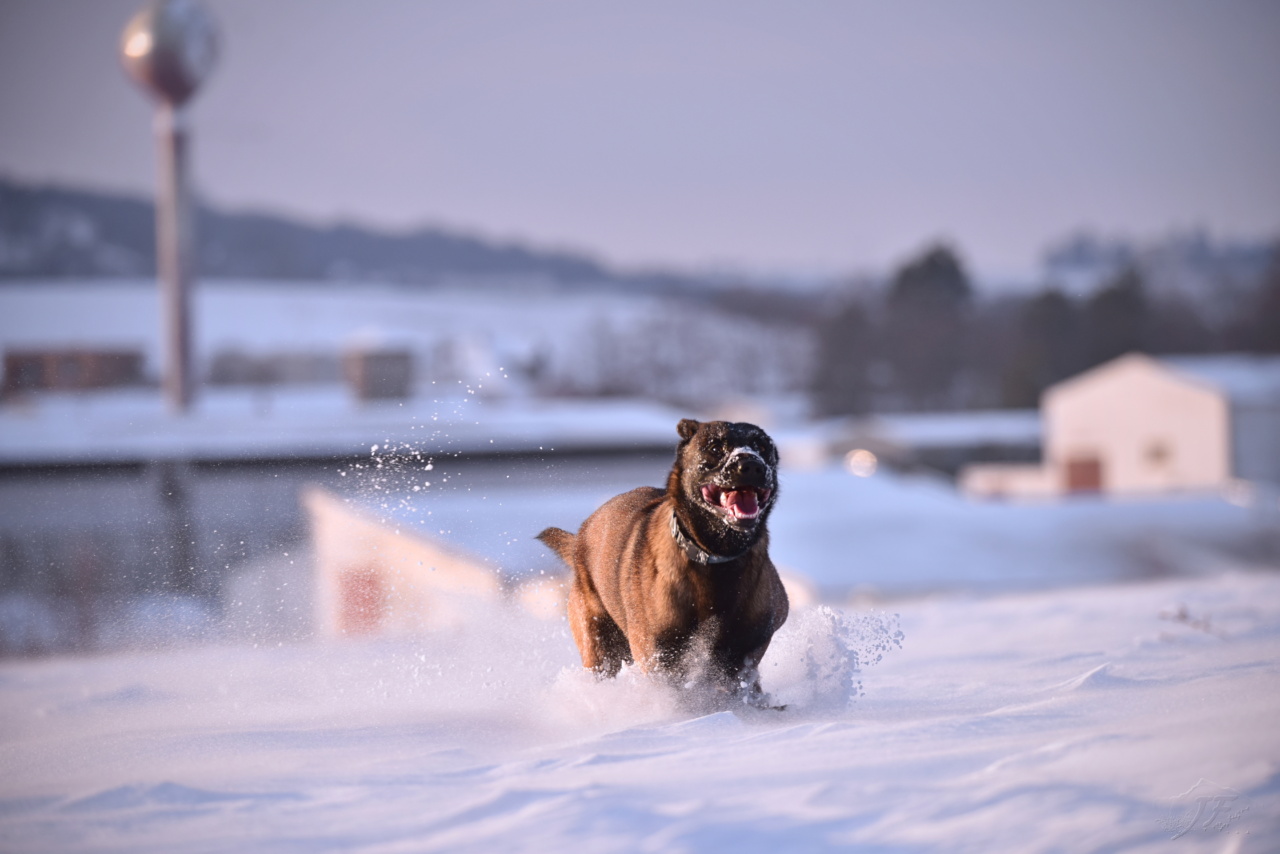 Winter safety tips for your canine companion