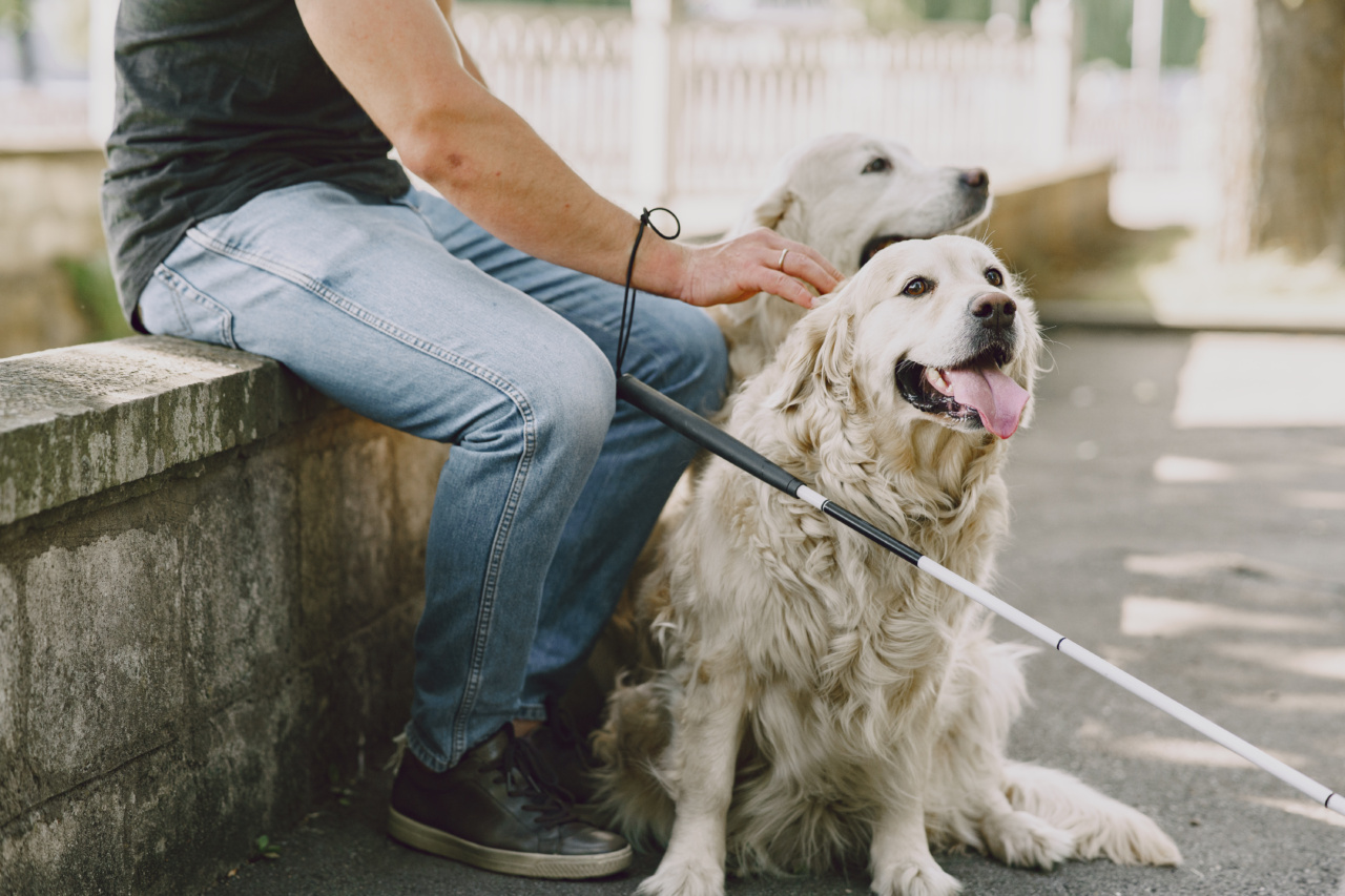Managing Canine Dementia: A Guide for Pet Owners