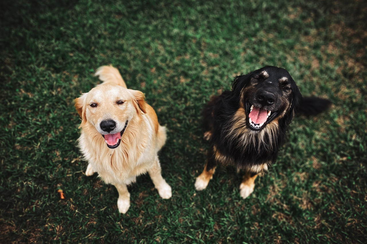 Can dogs really smile?