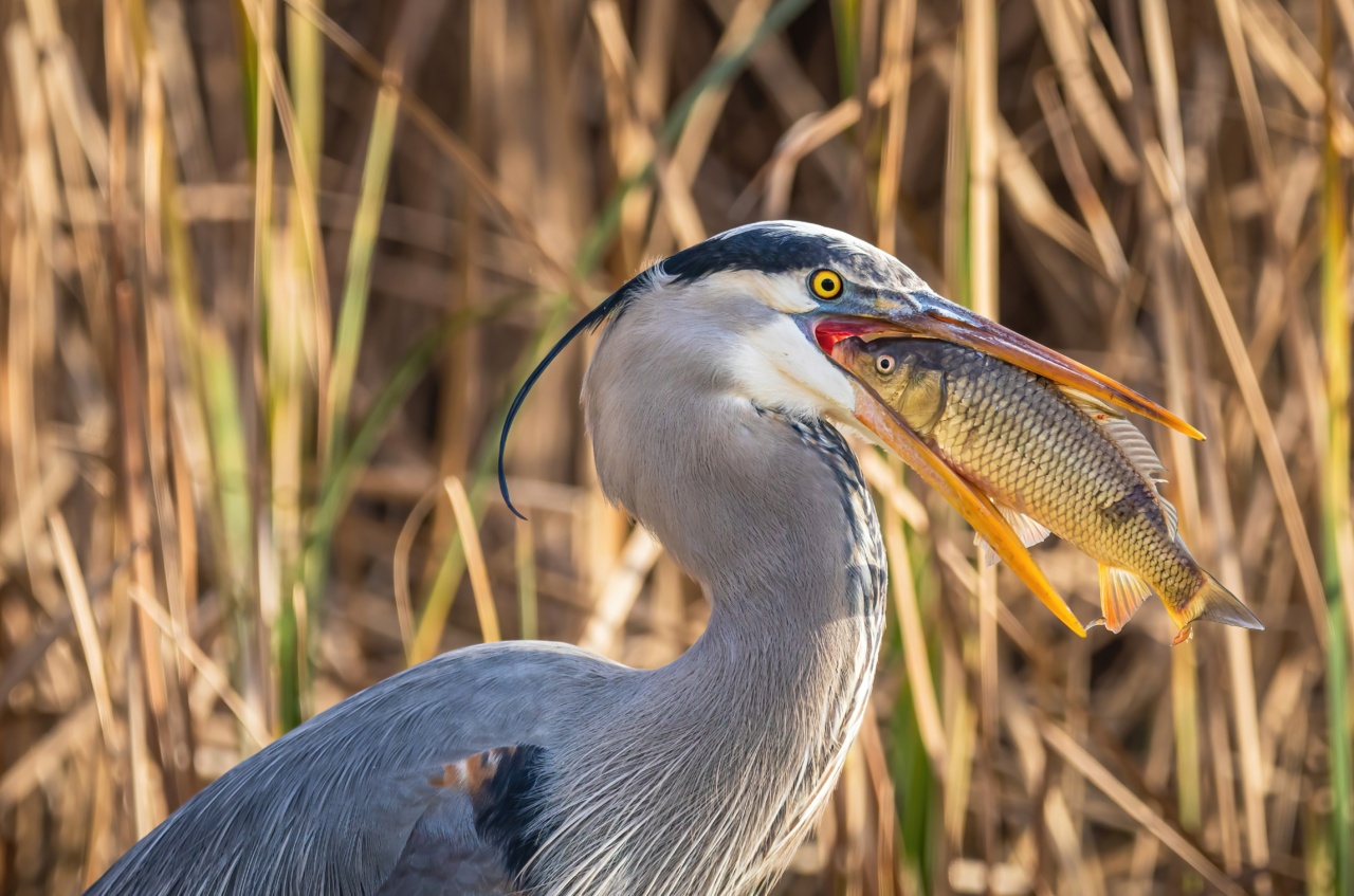 Why Eating Fish Might Put You at Higher Risk for Skin Cancer