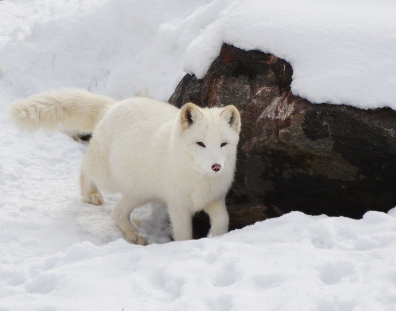 A Wolf in Dog’s Clothing: The Saarloos Wolfhond