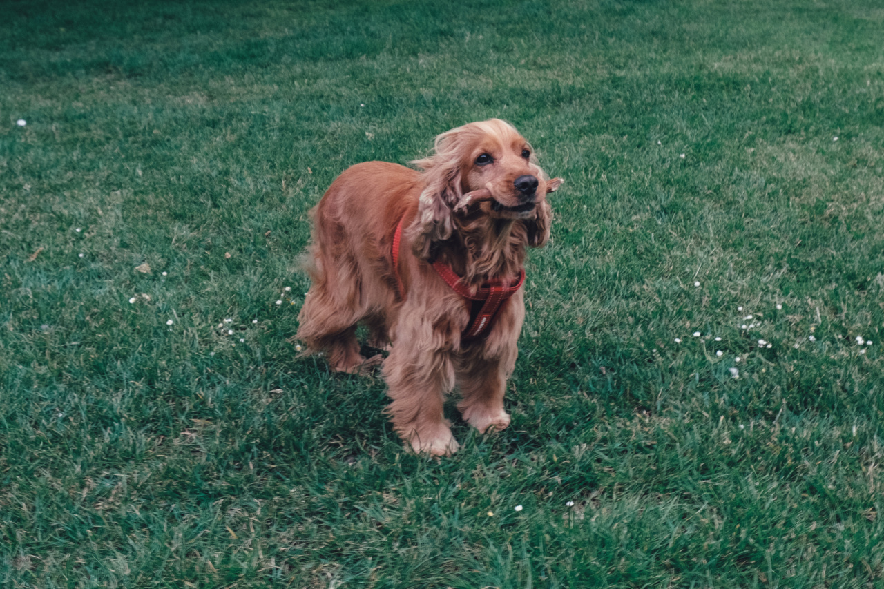 The Loyal Companion: English Cocker Spaniel