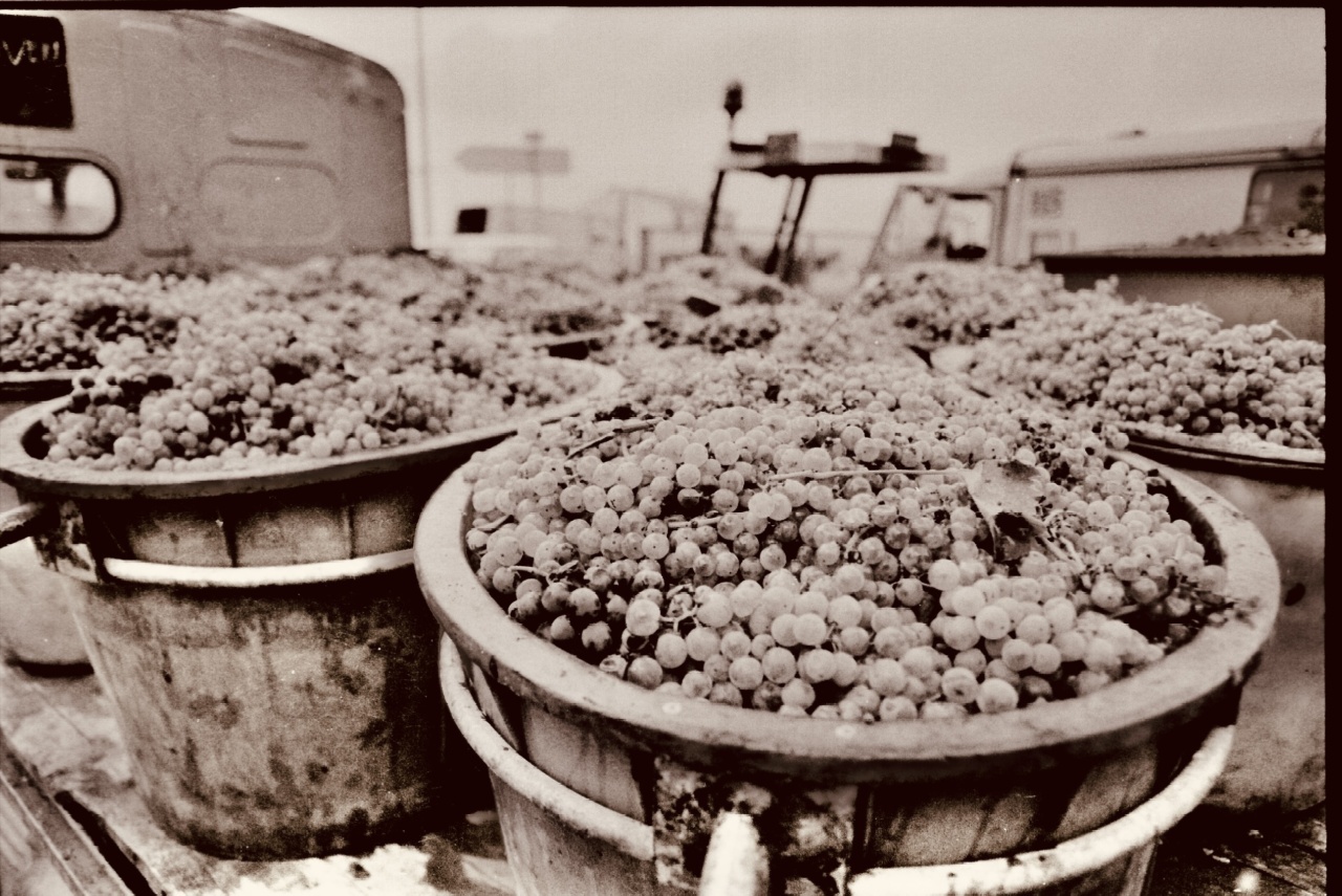 10 Reasons Grapes are a Powerful Superfood
