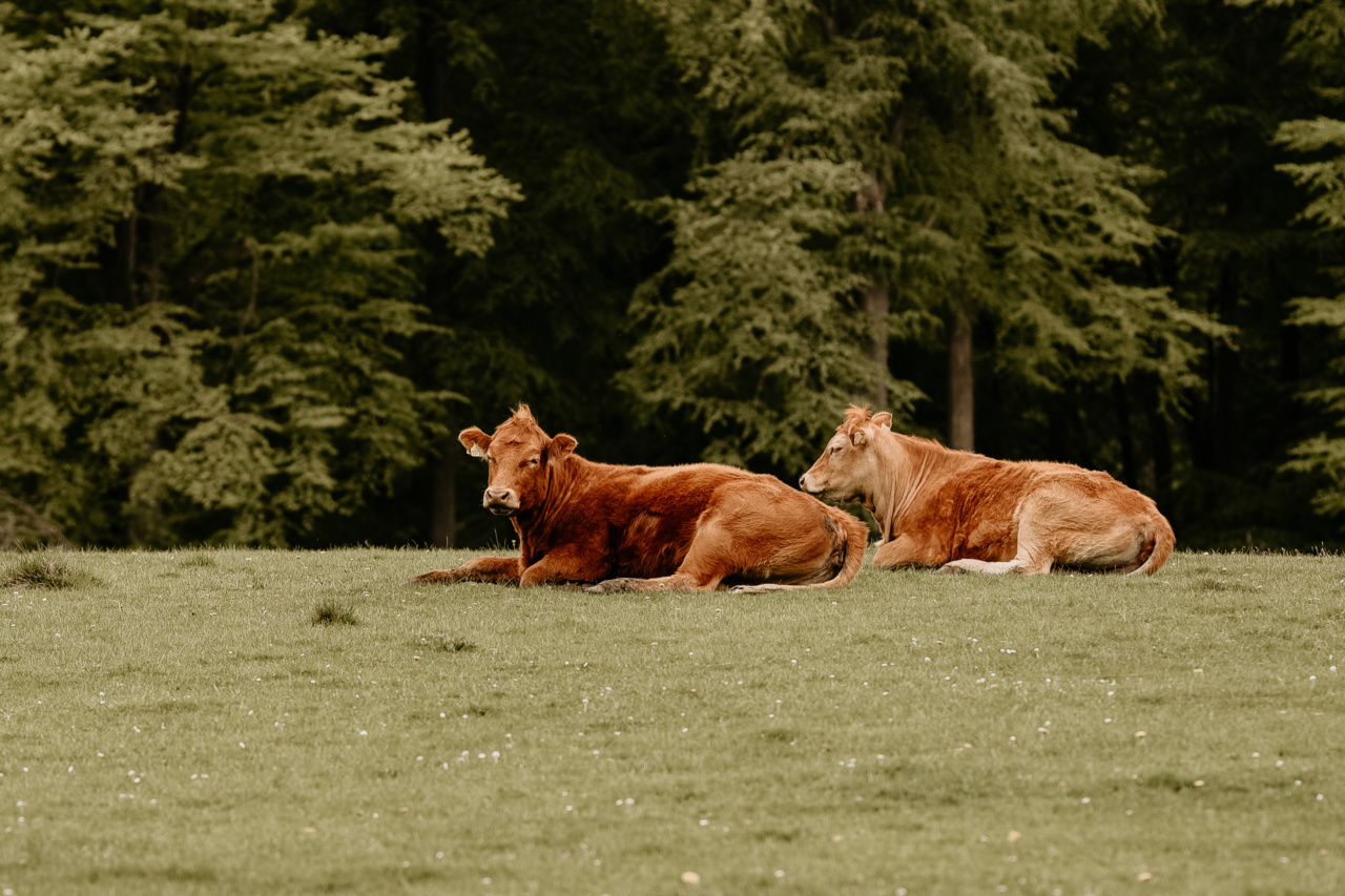How Animals Sense Earthquakes Before They Happen