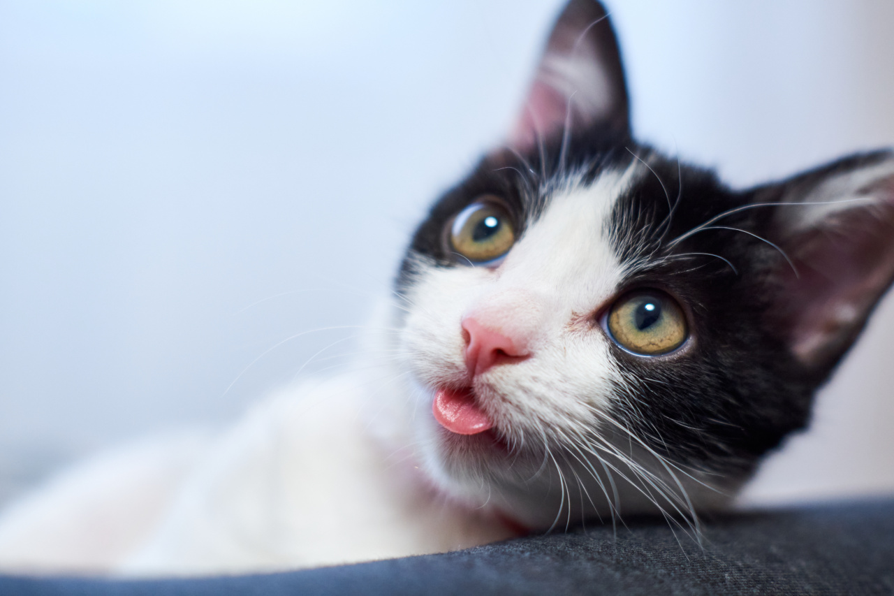 Find out how well you know your kitten