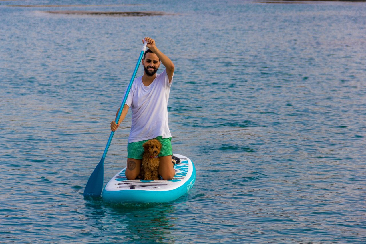 Dog took his paddleboard and went for a paddle