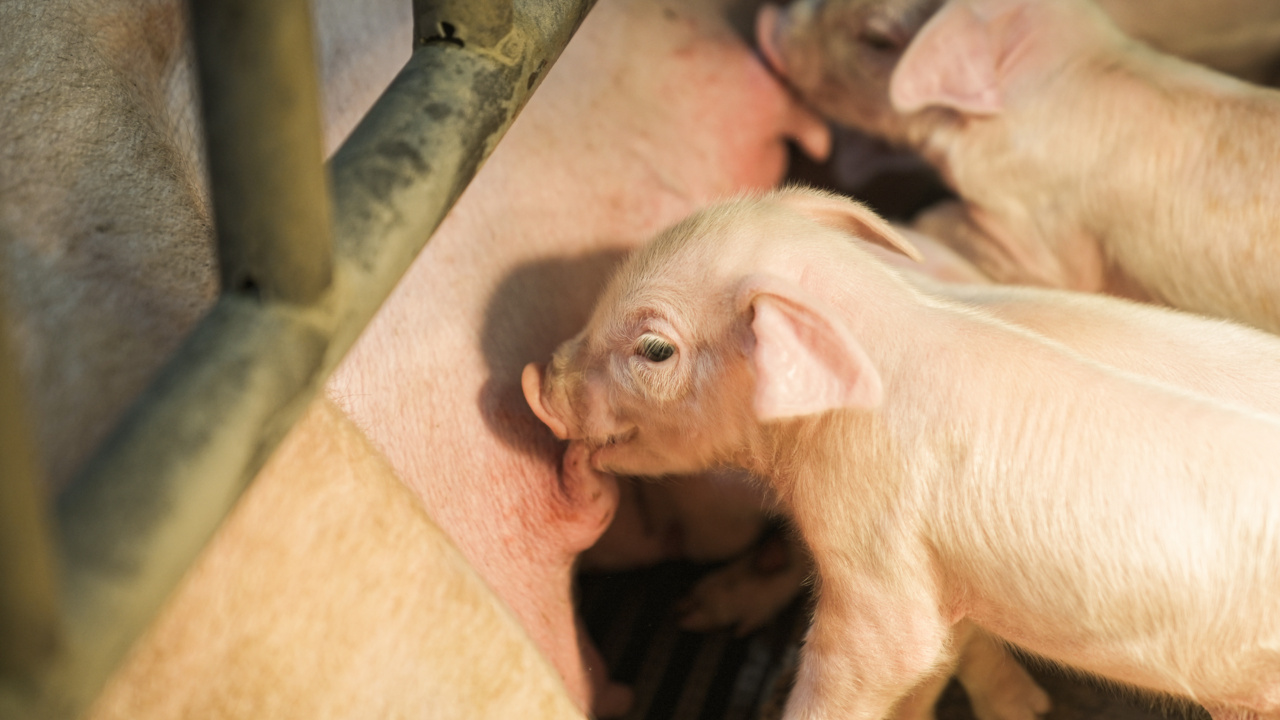 Discussions about animal cruelty in SNCP