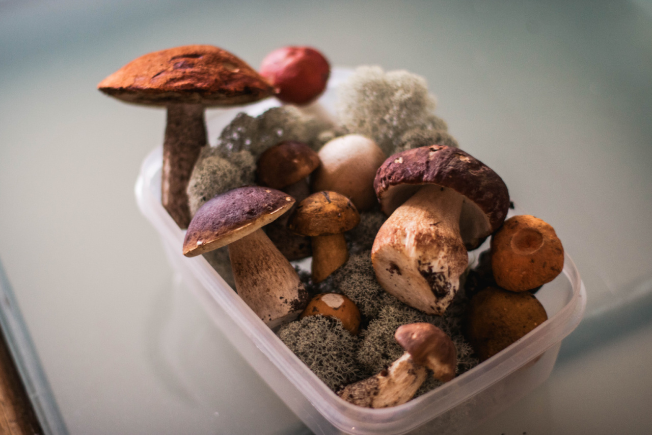 Vegetarian Protein: The Best Plant-Based Sources