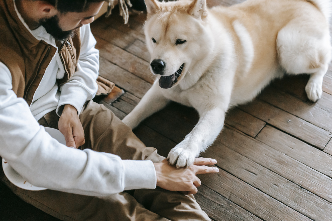 The young expert in dog training with only love as a tool