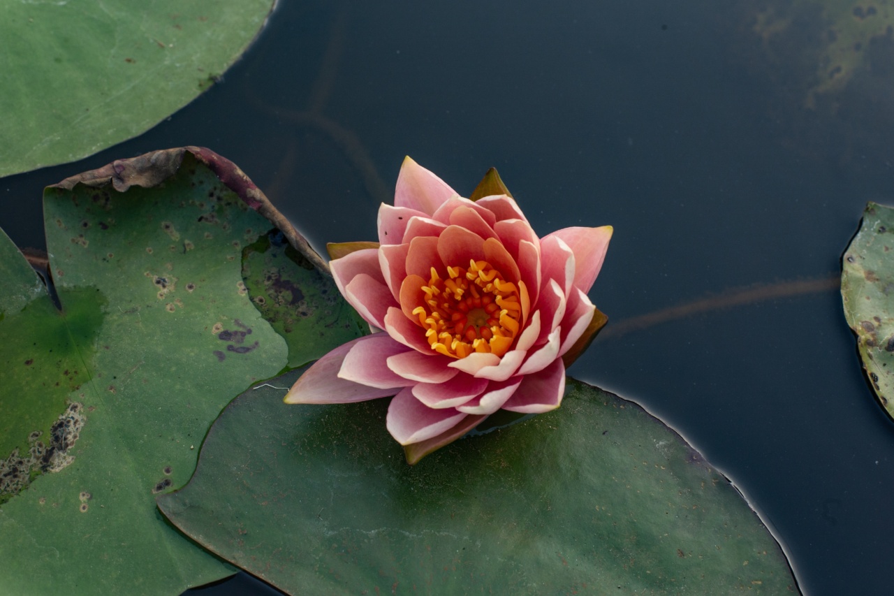 Unlock Your Inner Potential: A Workshop for Growth