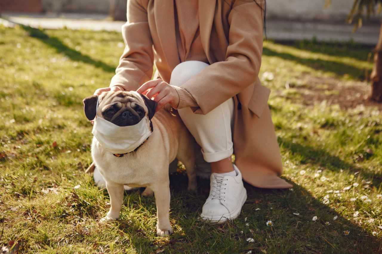 Springtime Safety Tips for Your Canine Friend