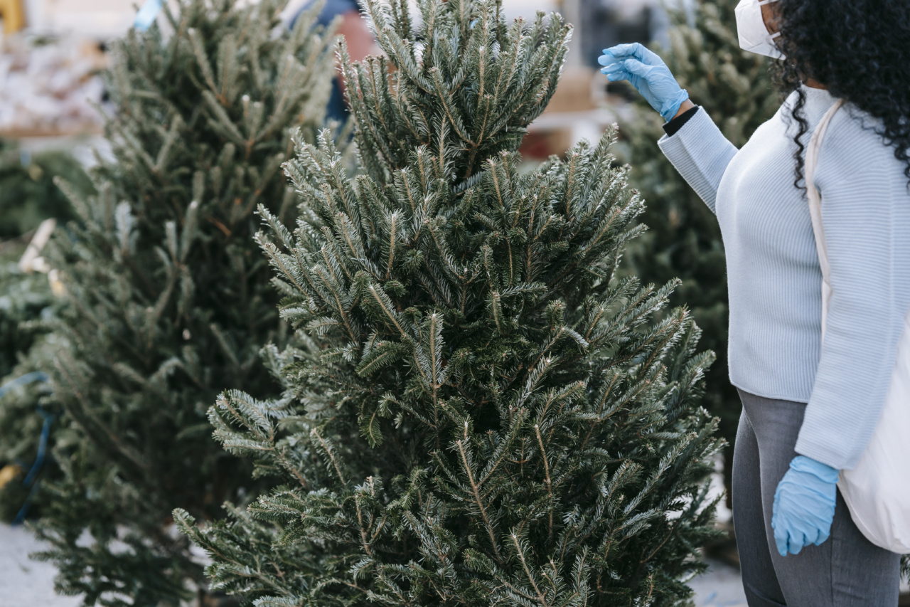 Protecting your furry friend: Christmas tree safety tips for dogs