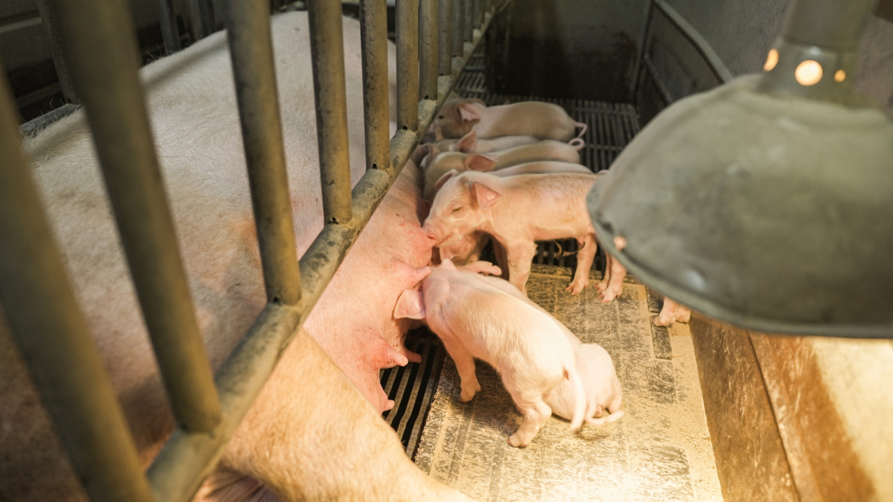 ELAS Forms Animal Welfare Department to Combat Animal Cruelty