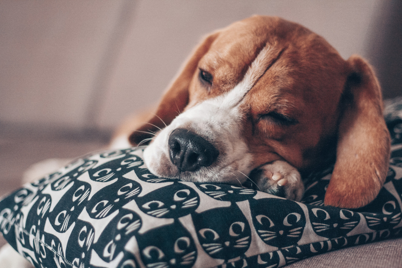 Beagle of Kabul: The High-born Hound with the Big Soles