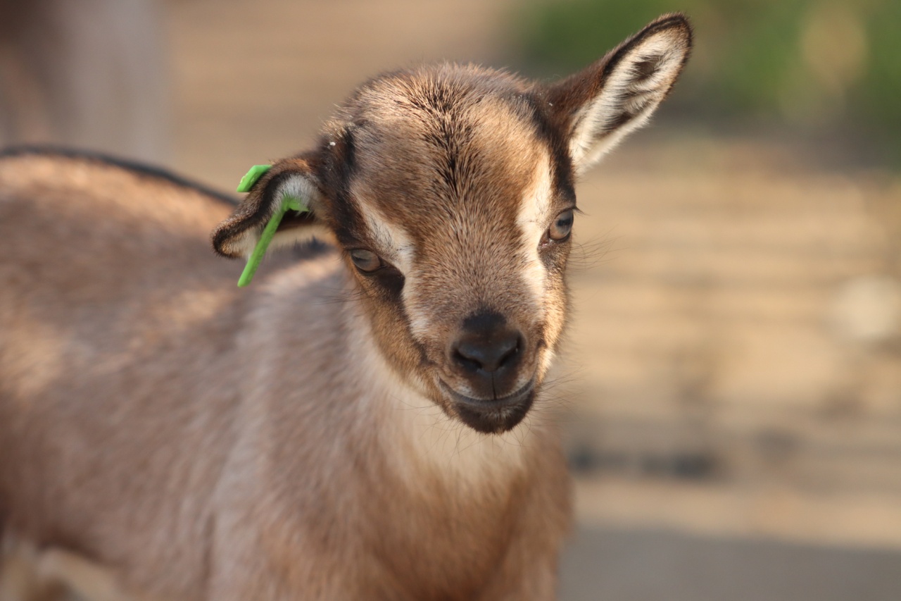 Protecting Kids from Summer Ear Infections