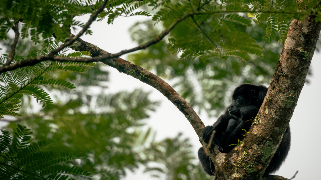 Portugal experiences surge in monkey outbreaks