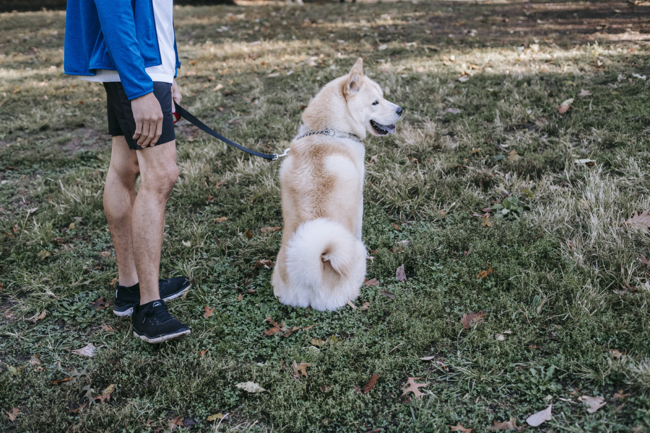 Intelligence in Dogs: Which Breeds Stand Out? Find Out