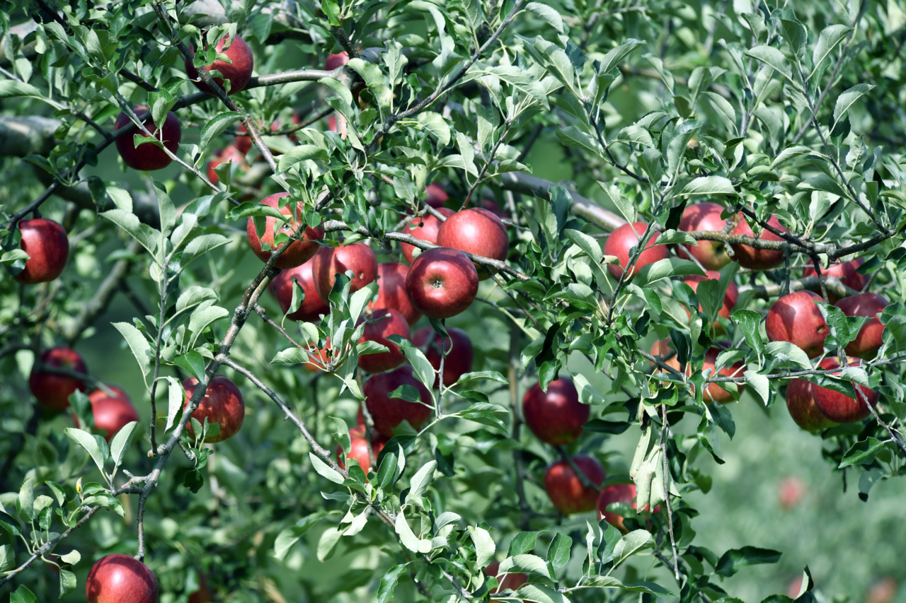 3 Fruits with Superior Anti-Inflammatory Properties